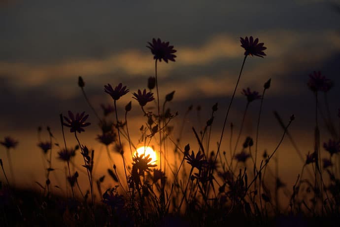 Flower Sunset Evening Background Image