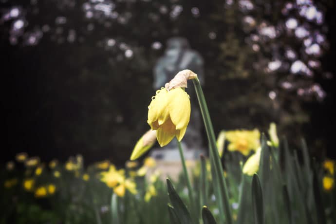 Evening Image with Cool Yellow Flower