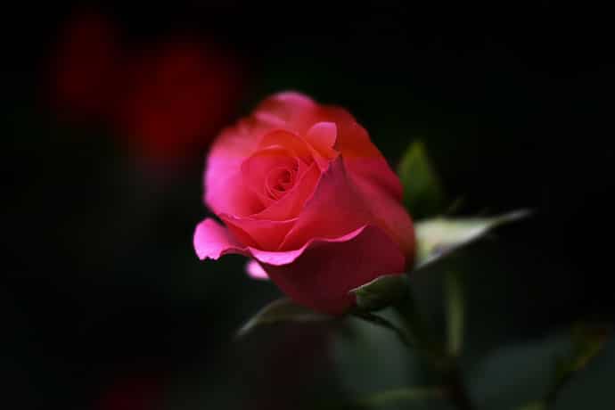 Good Evening Image with Pink Rose