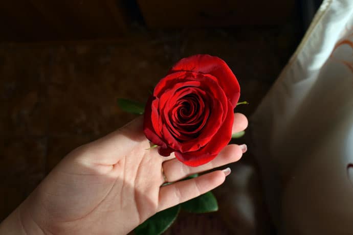 Evening Image with Red Rose in the Hand