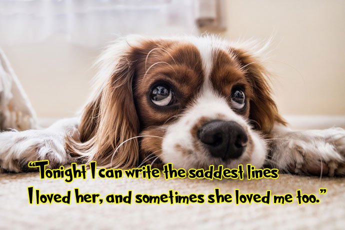 sad dog whatsapp quote image