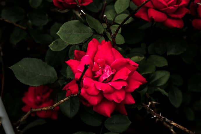 Red Rose Good Evening Image